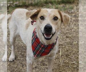Mutt Dogs for adoption in San Antonio, TX, USA