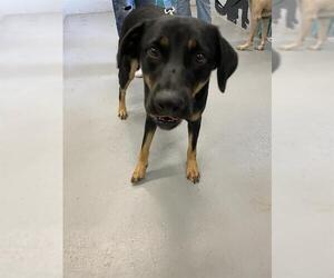 Labrottie Dogs for adoption in Waco, TX, USA