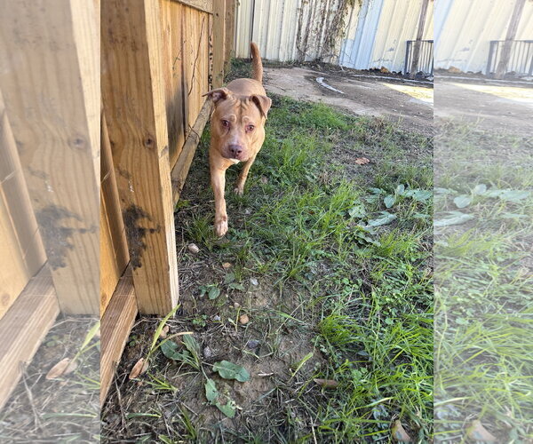 Medium Photo #4 American Staffordshire Terrier-Unknown Mix Puppy For Sale in Jackson, MS, USA