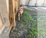 Small #3 American Staffordshire Terrier Mix