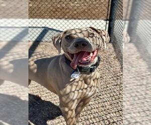 Labmaraner Dogs for adoption in Fort Collins, CO, USA