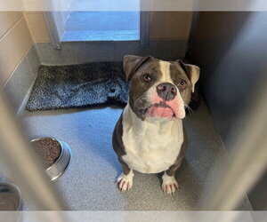 Mutt Dogs for adoption in Orange, CA, USA