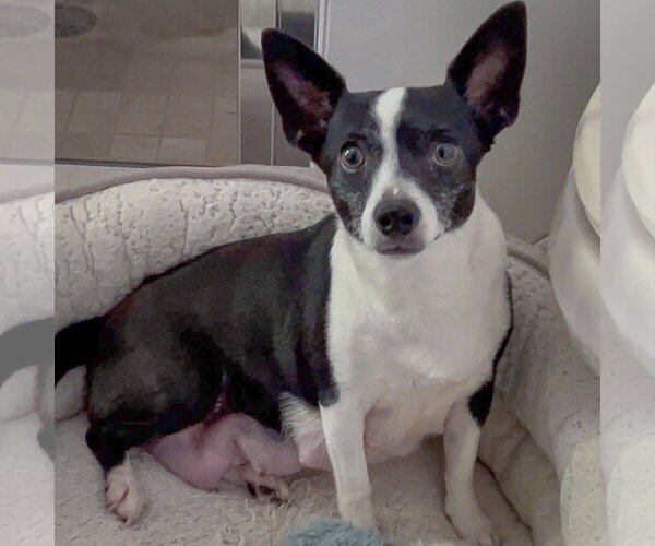 Medium Photo #2 Jack-Rat Terrier Puppy For Sale in Huntley, IL, USA