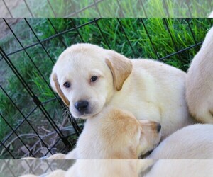 Labrador Retriever Litter for sale in MONTE VISTA, CO, USA