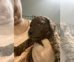 Small Photo #5 Poodle (Standard) Puppy For Sale in BARTLETT, TX, USA