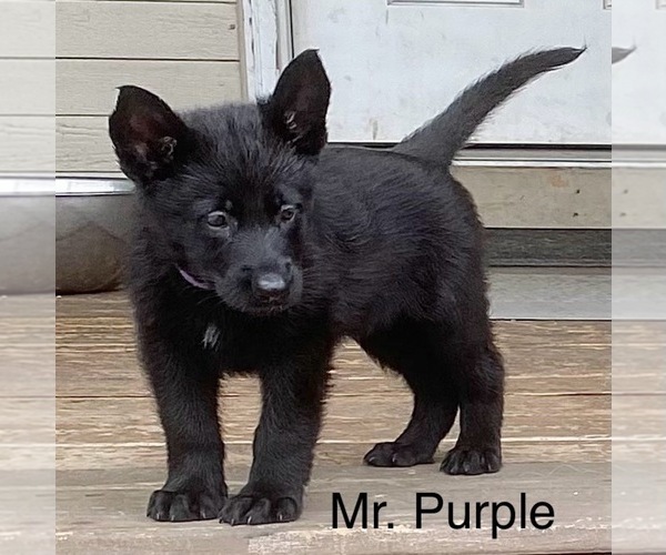 Medium Photo #1 German Shepherd Dog Puppy For Sale in BOKOSHE, OK, USA