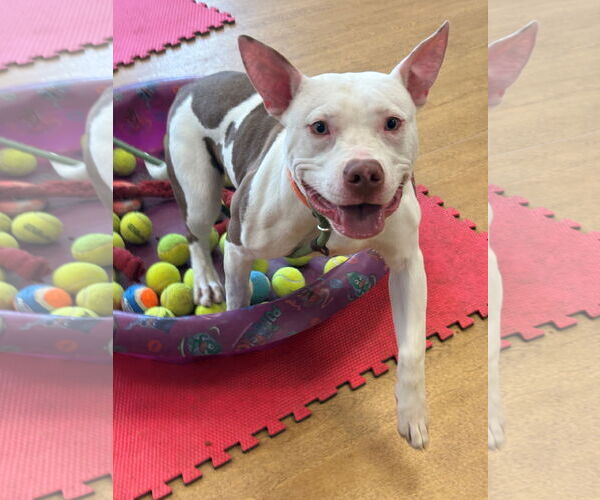 Medium Photo #3 American Pit Bull Terrier-Unknown Mix Puppy For Sale in Virginia Beach, VA, USA