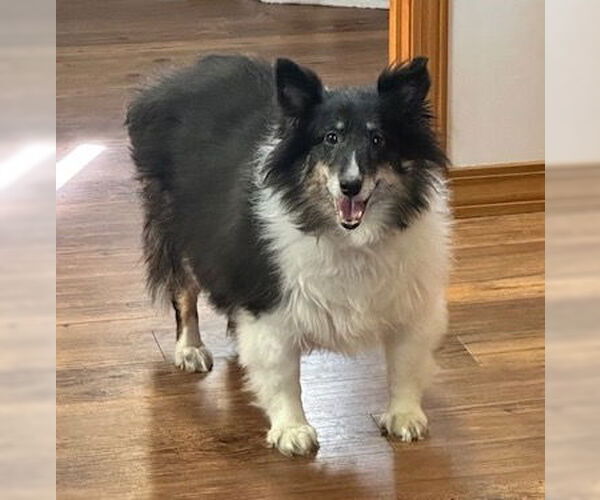 Medium Photo #2 Mutt Puppy For Sale in Wamego, KS, USA