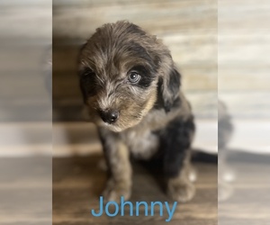 Aussiedoodle Puppy for Sale in JEROMESVILLE, Ohio USA