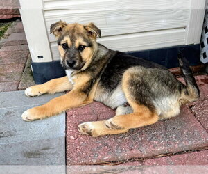 Leo - Male Mutt Dog for Adoption - Photo #6