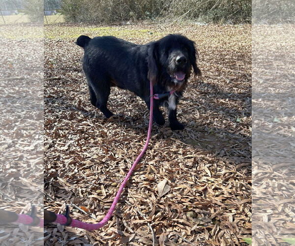 Medium Photo #1 Cocker Spaniel-Unknown Mix Puppy For Sale in Monticello, MS, USA