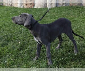 Great Dane Puppy for sale in GOSHEN, IN, USA