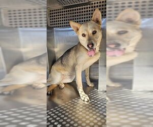 German Shepherd Dog-Unknown Mix Dogs for adoption in Pasadena, TX, USA