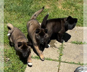 Akita Litter for sale in LOUISVILLE, KY, USA