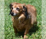 Small #6 Chiweenie