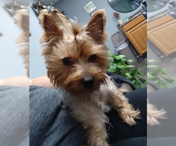 Medium Photo #1 Mutt Puppy For Sale in Evansville, IN, USA