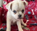 Puppy 1 Pomsky-Pug Mix