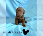Puppy Hercules Labrador Retriever