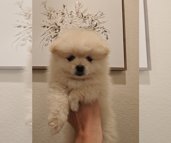 Medium Photo #1 Pomeranian Puppy For Sale in ROSEVILLE, CA, USA