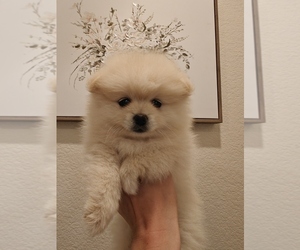 Pomeranian Puppy for sale in ROSEVILLE, CA, USA