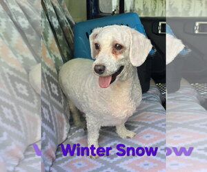 Winter Snow - Female Bichon Frise Dog for Adoption - Photo #2