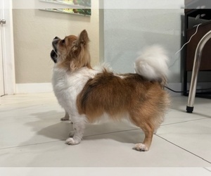 Father of the Chihuahua puppies born on 06/19/2025