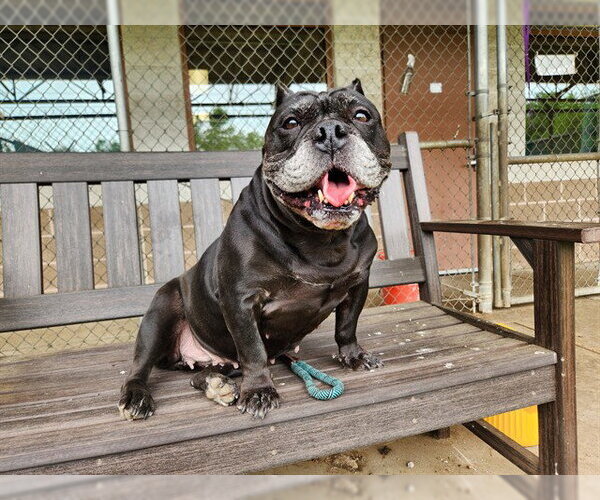 Medium Photo #1 Miniature Bulldog Puppy For Sale in Springfield, MA, USA