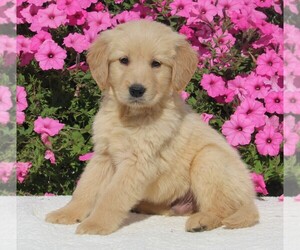 Golden Retriever Puppy for sale in FREDERICKSBURG, OH, USA
