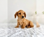 Small #5 Dachshund