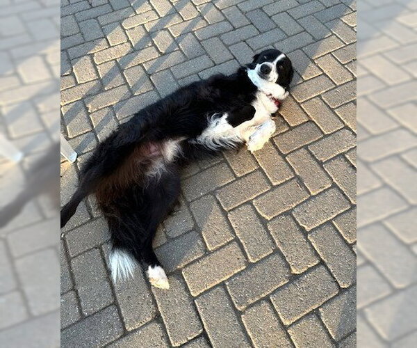 Medium Photo #4 Border Collie-Unknown Mix Puppy For Sale in Wakefield, RI, USA