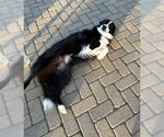 Small #3 Border Collie Mix