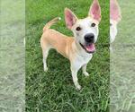 Small #1 Carolina Dog Mix