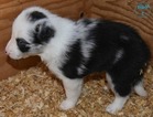 Small Photo #8 Border Collie Puppy For Sale in WHITE SALMON, WA, USA