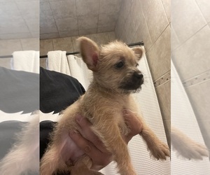 Chorkie Puppy for sale in DEL VALLE, TX, USA