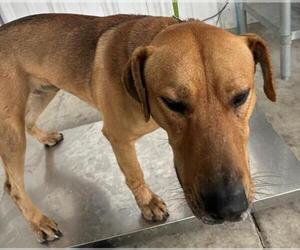 Mastiff-Unknown Mix Dogs for adoption in Bakersfield, CA, USA