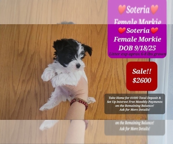 Medium Photo #4 Morkie Puppy For Sale in TUCSON, AZ, USA