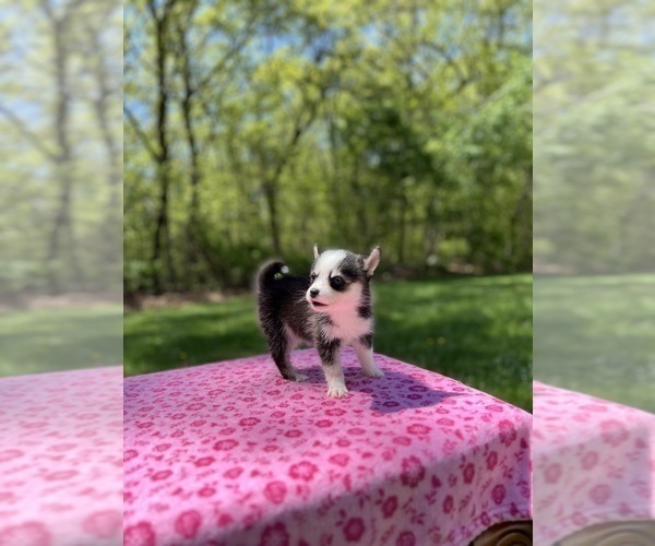 Medium Photo #4 Pomsky Puppy For Sale in DRACUT, MA, USA