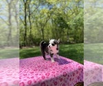 Small #3 Pomsky