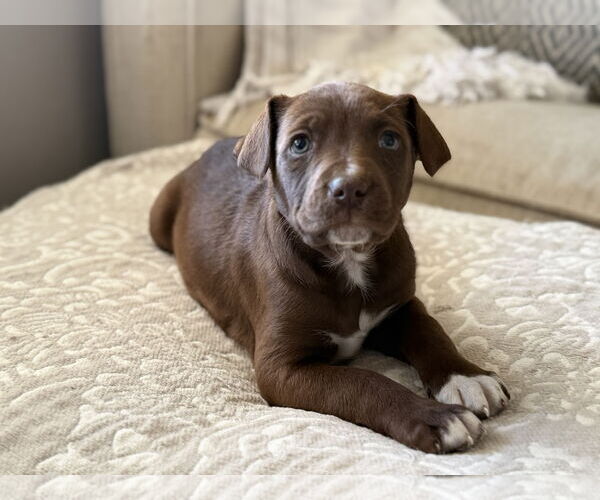 Medium Photo #1 Aussiedoodle Puppy For Sale in Fenton, MO, USA