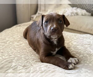 Aussiedoodle Dogs for adoption in Fenton, MO, USA