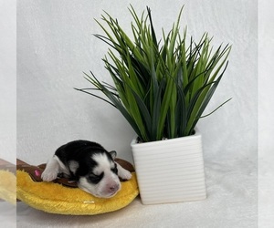 Siberian Husky Puppy for sale in JACKSONVILLE, FL, USA