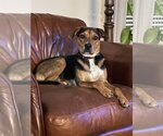 Small #5 German Shepherd Dog Mix