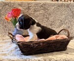 Small #2 English Springer Spaniel