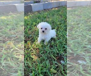Maltese Puppy for sale in BRANSON, MO, USA
