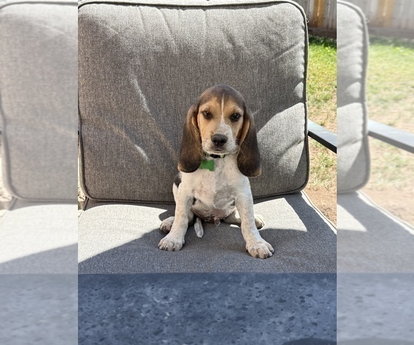 Medium Photo #2 Beagle Puppy For Sale in COLORADO SPRINGS, CO, USA
