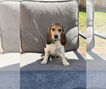Small #1 Beagle