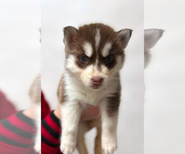 Medium Photo #1 Siberian Husky Puppy For Sale in Matawan, NJ, USA
