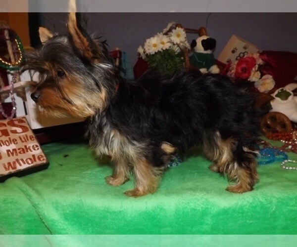 Medium Photo #1 Morkie Puppy For Sale in CASSVILLE, MO, USA