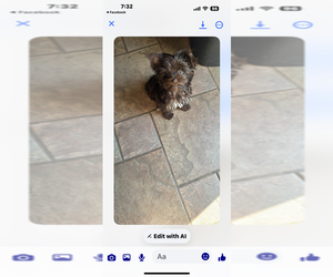 Biewer Terrier Puppy for sale in O FALLON, MO, USA