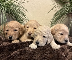 Goldendoodle-Poodle (Standard) Mix Puppy for sale in MERCED, CA, USA